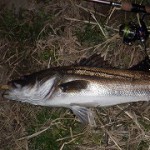 このところの釣果まとめて