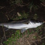 軽く釣行 20141018